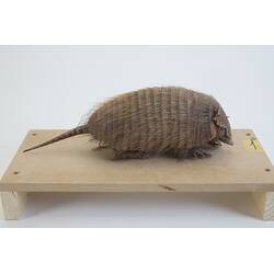 <em>Chaetophractus vellerosus</em>, Screaming Hairy Armadillo. [C 30363]