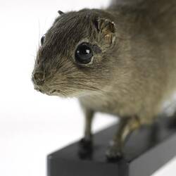 Taxidermied rat-like specimen , detail of face.