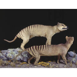 Two thylacines.