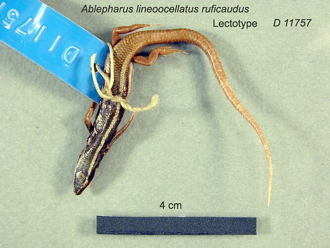 Dorsal view of skink with label attached.