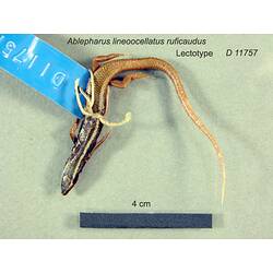 Dorsal view of skink with label attached.