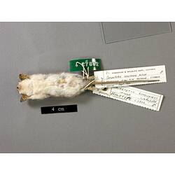 Ventral view of possum study skin with specimen labels.