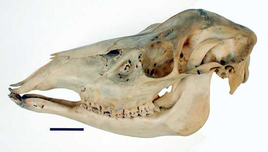 Side view of Red Deer skull.