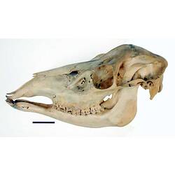 Side view of Red Deer skull.