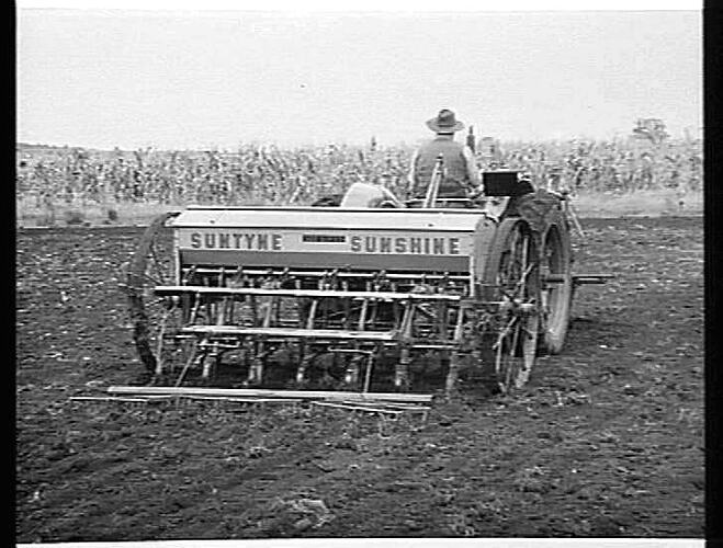 12-ROW 500 SERIES COMBINED GRAIN AND FERTILIZER DRILL AND SPRING TINE CULTIVATOR WITH STUMP JUMP SMOOTHING HARROWS BEHIND, SOWING GRAIN ON THE FARM OF MR. A. R. ELWOOD, KINGAROY, QUEENSLAND.: MAY 1952