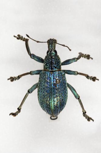 <em>Eupholus</em> sp., weevil. [COL 143720]