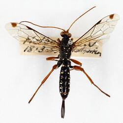 Our Wondrous Planet, Our Wild Family: Dry Specimen - Cream-spotted Ichneumon, <em>Echthromorpha intricatoria</em> (Fabricius, 1804)
