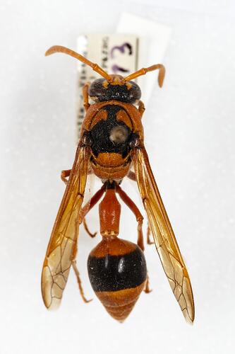 <em>Delta bicinctum</em>, Orange Potter Wasp. [HYM 99061]