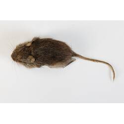 <em>Pseudomys shortridgei</em>, Australian Heath Mouse. [C 25047]