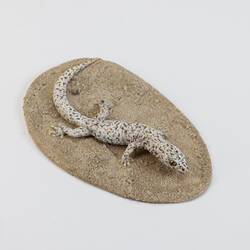 Our Wondrous Planet, Our Wild Family: Cast - Marbled Gecko, <em>Christinus marmoratus</em> (Gray, 1845)