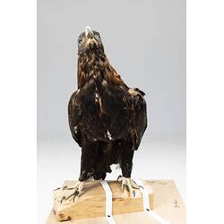<em>Aquila audax audax</em>, Wedge-tailed Eagle. [B 21635]
