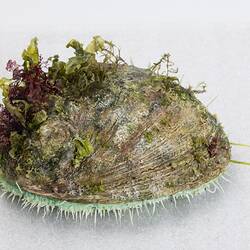 <em>Haliotis laevigata</em>, Green-lipped Abalone, model. [F 82911.1]