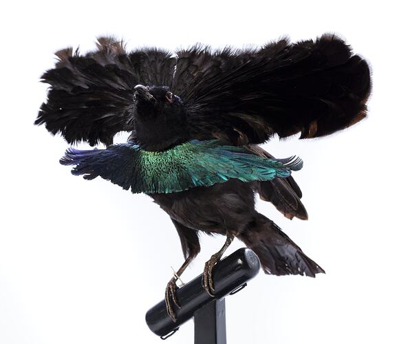 <em>Lophorina superba minor</em>, Superb Bird-of-Paradise. [60300]