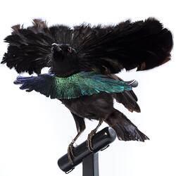 Our Wondrous Planet, Rainforest: Taxidermy Mount - Superb Bird-of-Paradise, <em>Lophorina superba minor</em>