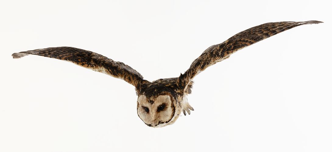 <em>Tyto novaehollandiae</em>, Masked Owl. [B 35109]