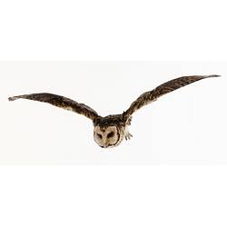 Our Wondrous Planet, Our Wild Family: Taxidermy Mount - Masked Owl, <em>Tyto novaehollandiae</em>