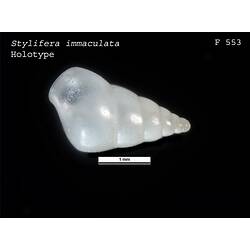 Stylifer immaculata Pritchard; Gatliff, 1900