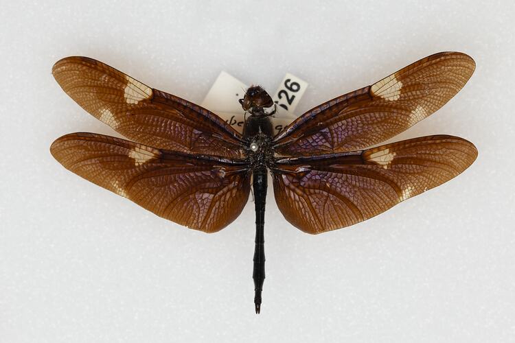 <em>Rhyothemis princeps</em>, Sapphire Flutterer. [ODO 626]