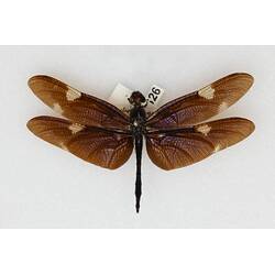 Our Wondrous Planet, Our Wild Family: Dry Specimen - Sapphire Flutterer, <em>Rhyothemis princeps</em> Kirby, 1894