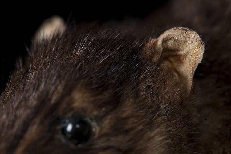 <em>Hydromys chrysogaster</em>, Australian Water Rat. [C 31375]