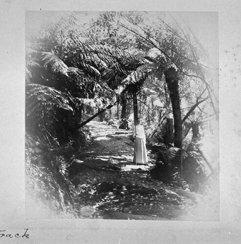 THE DANDENONGS (Continued) 1893. Fern-tree Gully Track.