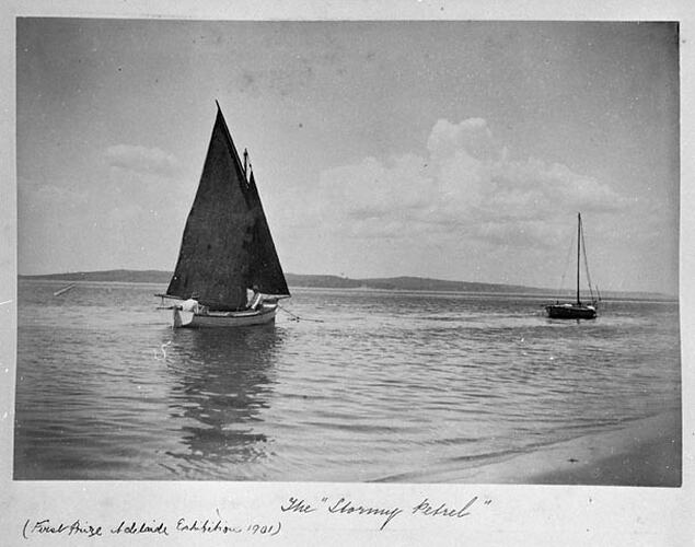 The "Stormy Petrel" (First Prize Adelaide Exhibition 1901)