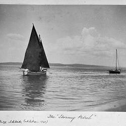 Photograph - 'The Stormy Petrel' Yacht, First Prize Adelaide Exhibition, 1901, by A.J. Campbell, Phillip Island, Victoria, circa 1901