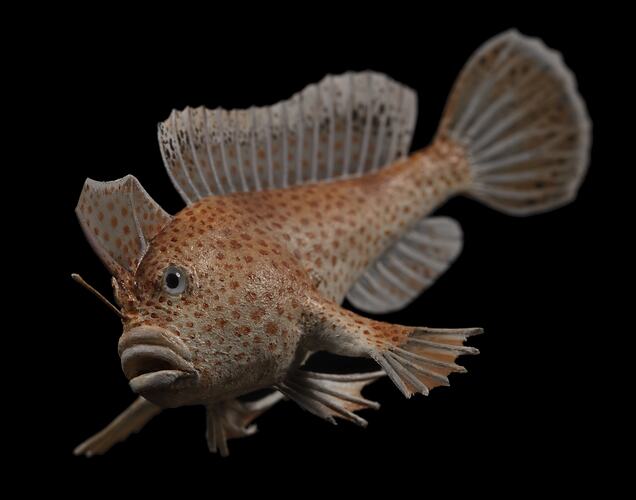 <em>Brachionichthys hirsutus</em>, Spotted Handfish, model. [A 30655-001]