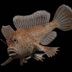 Our Wondrous Planet, Our Wild Family: Model - Spotted Handfish, <em>Brachionichthys hirsutus</em> (Lacepède, 1804)