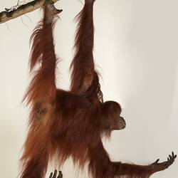 <em>Pongo pygmaeus</em>, Bornean Orangutan. [C 41761]
