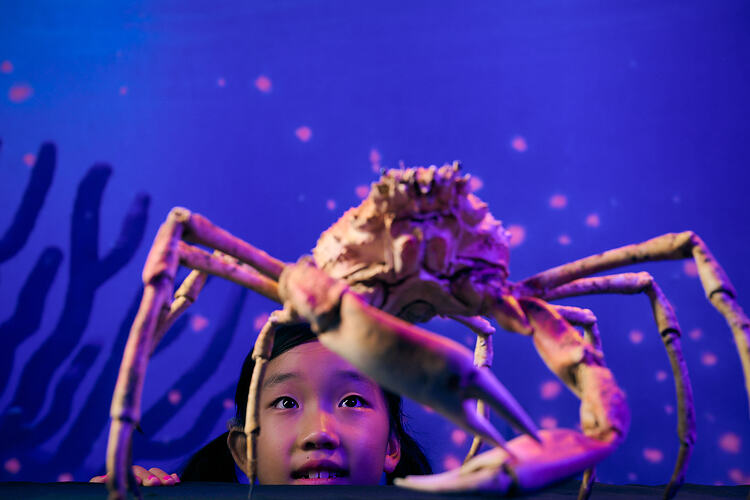 A young girl looking at a giant spider crab.