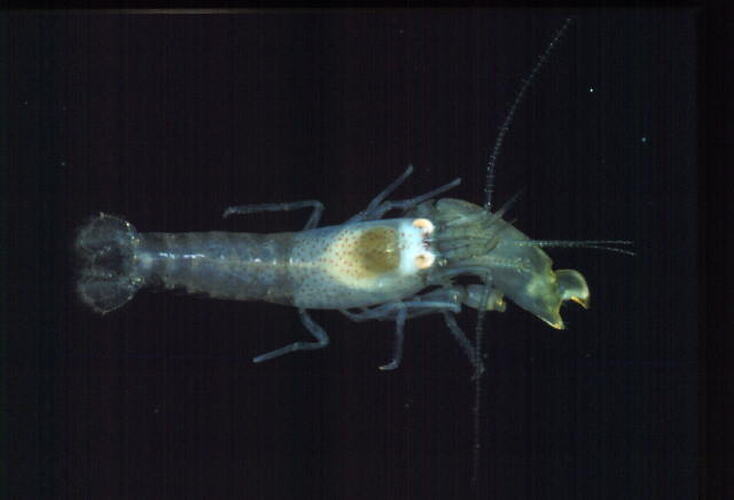 Dorsal view of shrimp.