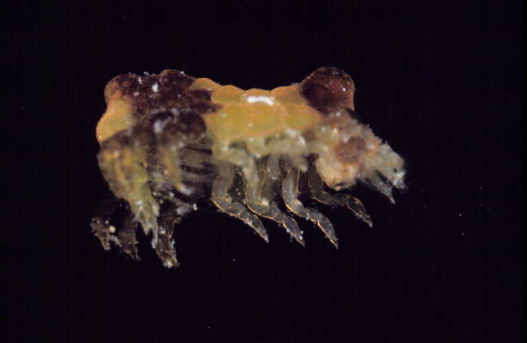 Lateral view of amphipod specimen.
