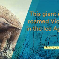 A Giant Echidna