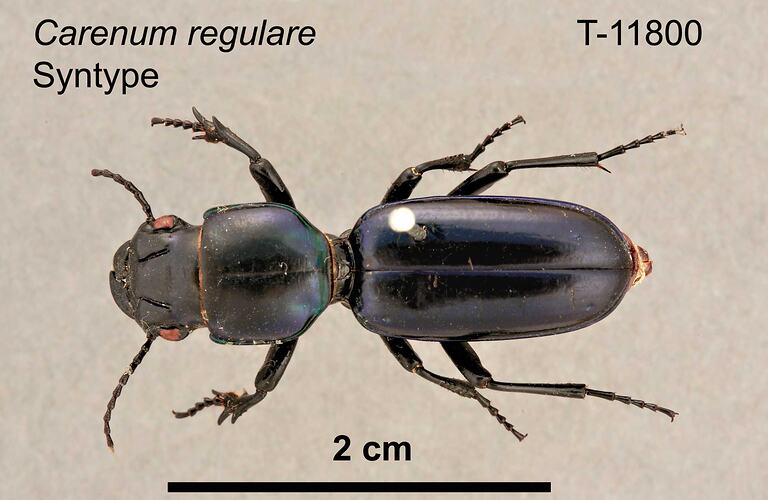 Beetle specimen, dorsal view.