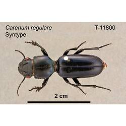 Beetle specimen, dorsal view.