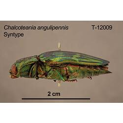 Jewel beetle specimen, lateral view.