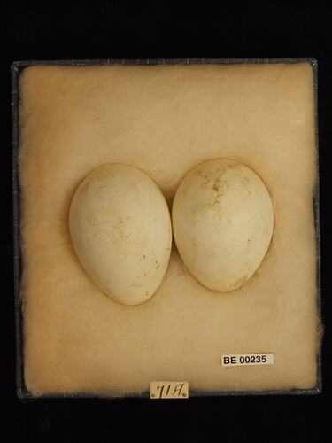 Two bird eggs with specimen labels in box.