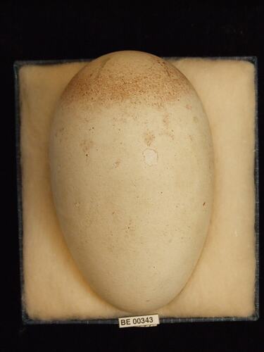 Bird egg with specimen labels in box.