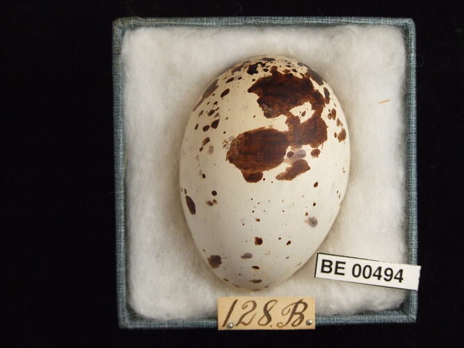 Bird egg with specimen labels in box.