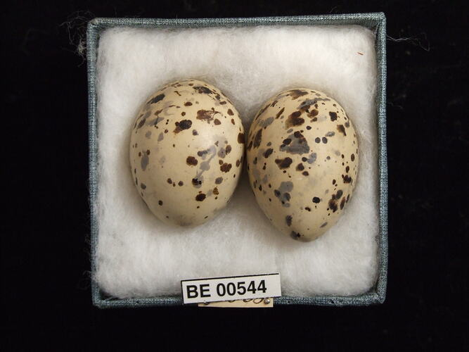 Two bird eggs with specimen labels in box.
