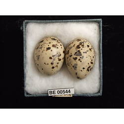 <em>Sternula albifrons sinensis</em> (Gmelin, 1789)