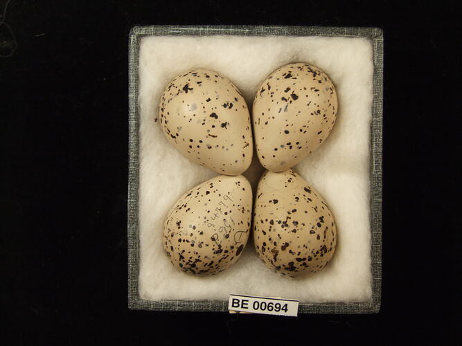 Four bird eggs with specimen labels in box.