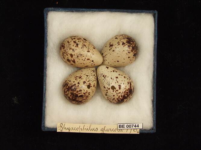 Four bird eggs with specimen labels in box.