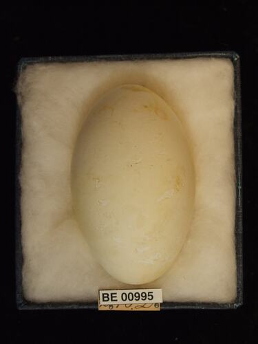 Bird egg with specimen labels in box.