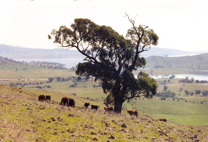 Green tree in countryside surrounded by cattle.