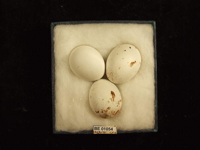 Three bird eggs and specimen label in box.