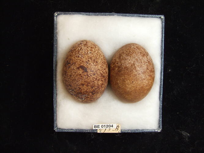 Two bird eggs with specimen labels in box.