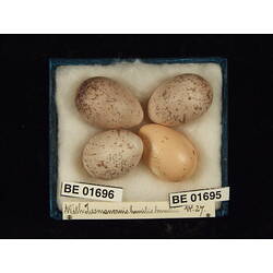 <em>Cuculus pallidus</em>