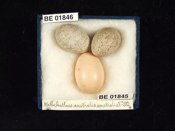 Three bird eggs with specimen labels in box.
